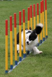 agility-slalom-sw-hund.jpg