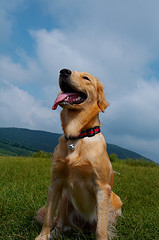 golden_retriever_wenwen.jpg