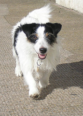 jack_russel_elsie_esg.jpg