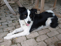 nomorepal_border_collie.jpg