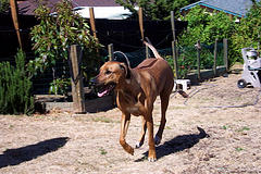 rhodesian_ridgeback_rdesai.jpg