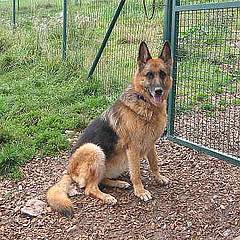 schaeferhund_notfellchen_small.jpg