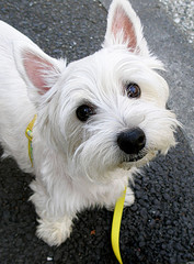west_highland_terrier_tanakawho.jpg