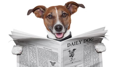 Hund mit Zeitung