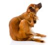 Warum Hunde ständig kratzen oder lecken: Tipps + Ursachen