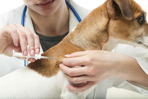 tierarzt setzt Hunde-Chip über eine Kanüle ein