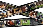 hunde-filmstreifen-klein150-thumb-fot 24230053 XS