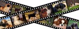 hunde-filmstreifen-thumb-fot 24230053 XS