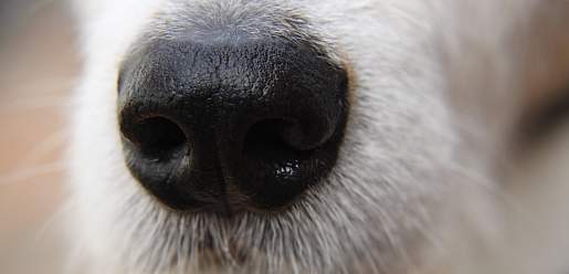 hunderassen hund-nase-sw-teaser