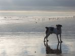 m-hund-strand-abendlicht-148x111.jpg