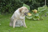 hund_uebergewicht_w200_bundesverband_fuer_tiergesundheit_e_v.jpg