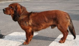 alpenlaendische_dachsbracke