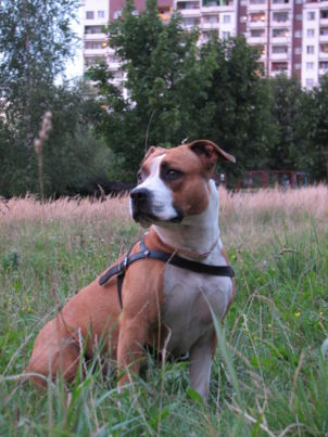 302px-american_staffordshire_terrier_gnu.jpg