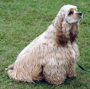 americancockerspaniel