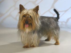 australiansilkyterrier_gnu