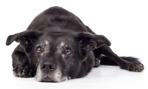 Alter Hund blickt in die Kamera