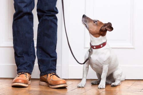 angeleinter hund achtet auf besitzer