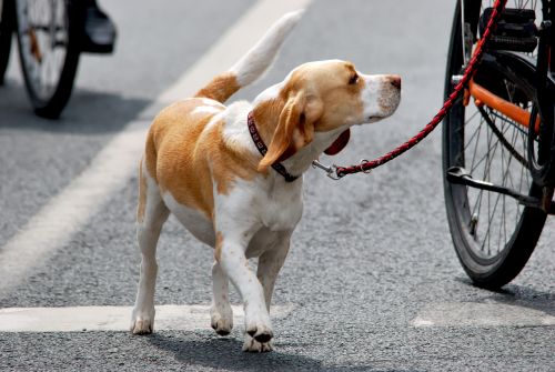 FahrradTouren mit Hund