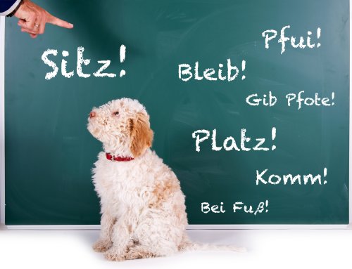 hundetrainer kommandos hund fot60839554 500px