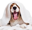 Hund mit Decke über Kopf