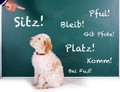 thumb hundetrainer kommandos hund fot60839554 500px