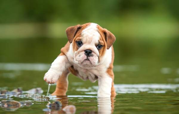 Bulldogge Welpe tapst im Wasser 