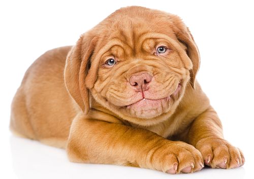 Liegender Hund lächelt