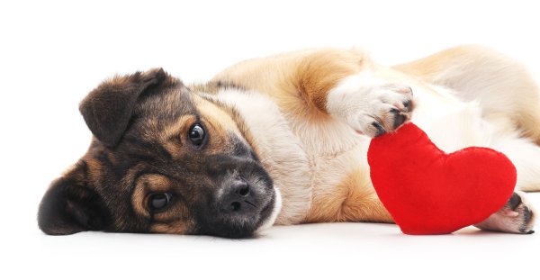 Hund spielt mit Plüsch-Herz