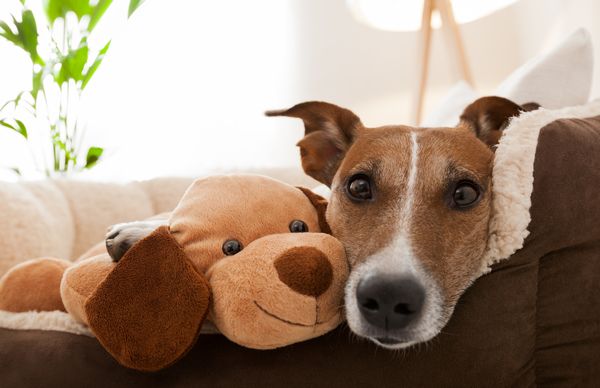 Hund im Hundekorb - Kosten variieren