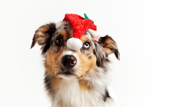 Hund mit Weihnachts-Mütze