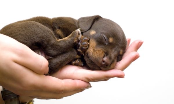 Hunde-Welpe auf einer Hand