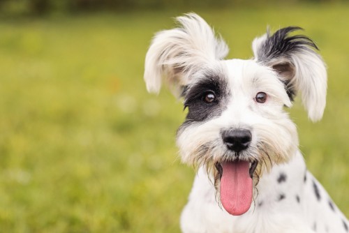 Cleverer Schnauzer