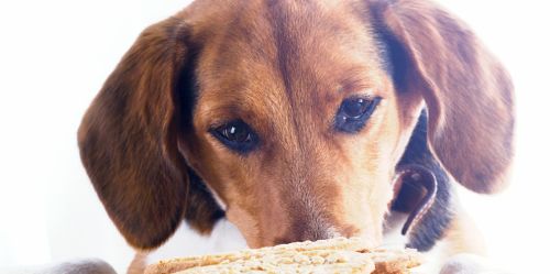 Beagle Hund blickt auf PLätzchen