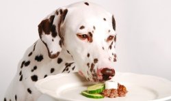 Hund mit Nassfutter Leckerchen