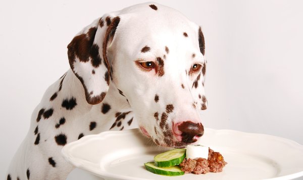Hund mit Nassfutter Leckerchen-Teller
