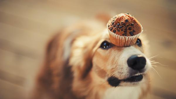 Kochen für Hunde - Hundekuchen auf der Nase