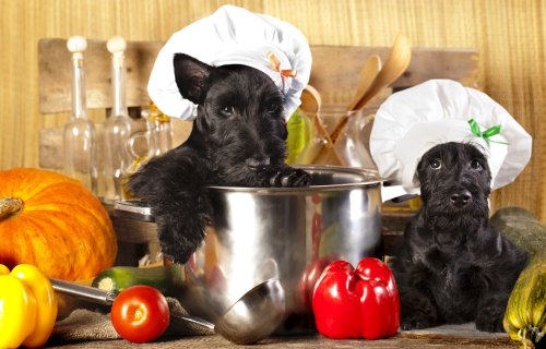 Selber kochen ginge ja auch! © liliya kulianionak/Fotolia