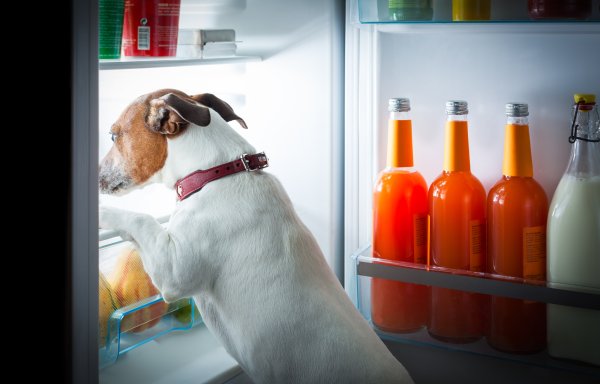 Hund am Kühlschrank