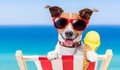 Hunde-Ernährung - Eis kann gesund sein