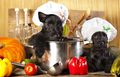 thumb hunde muetze kochen fot56830704 500px