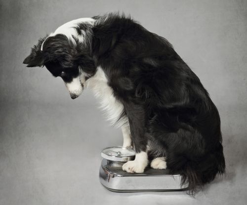 Hunde-Gewicht auf Waage