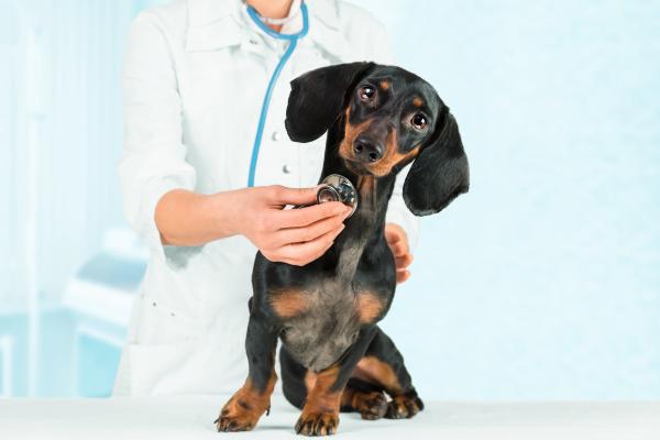 OP- oder Hunde-Krankenversicherung - Lohnt sich das?