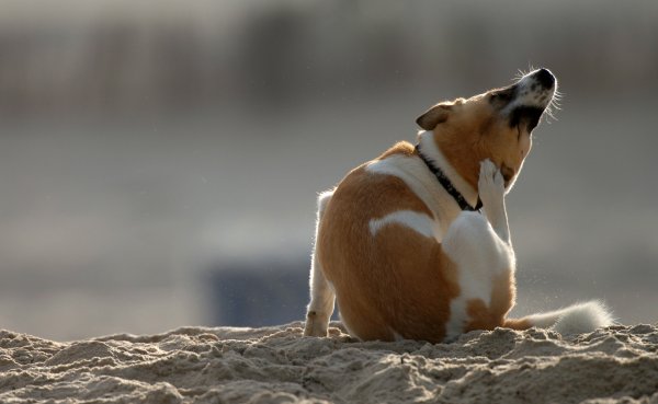 Hund mit Flöhen juckt sich