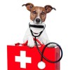 Tierärztlicher Notfall - Was für Möglichkeiten gibt es?