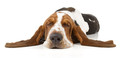 Welche Hunde-Ohren sind anfällig für Ohrentzündungen?