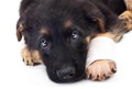 Pfoten-Pflege für Hunde