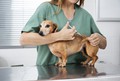 Die richtige Impfung für Hunde