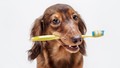 Einfaches Zähneputzen beim Hund - Wie, womit, wie oft?