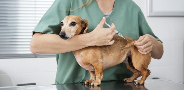 Tierärztin bei Hunde-Impfung