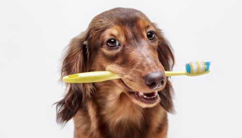 Zähneputzen - Hund mit Zahnbuerste im Maul